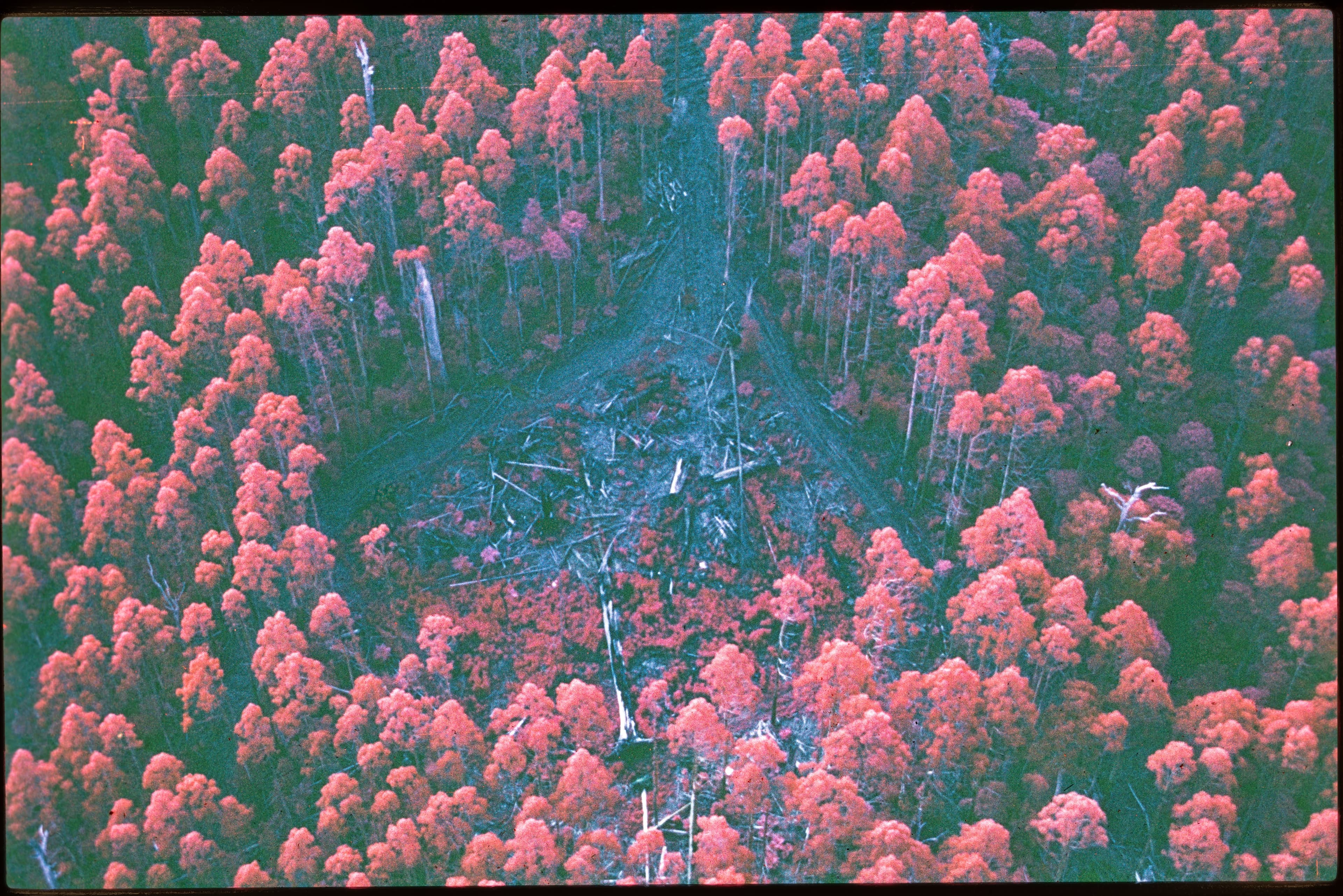 Aerial view of an Australian timber forest